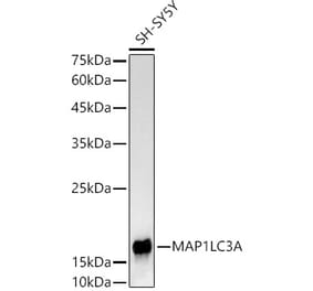 Western Blot - Anti-MAP1LC3A Antibody [ARC2636] (A307637) - Antibodies.com