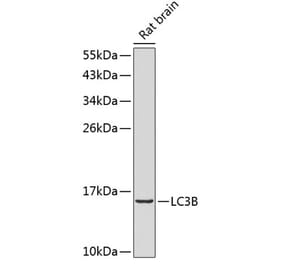 Western Blot - Anti-LC3B Antibody (A307638) - Antibodies.com