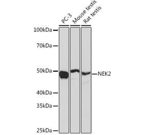 Western Blot - Anti-NEK2 Antibody [ARC1418] (A307643) - Antibodies.com
