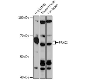 Western Blot - Anti-PKC iota Antibody (A307646) - Antibodies.com