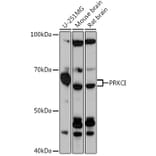 Western Blot - Anti-PKC iota Antibody (A307646) - Antibodies.com