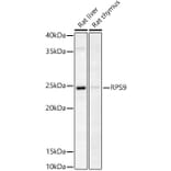 Western Blot - Anti-RPS9 Antibody (A307651) - Antibodies.com