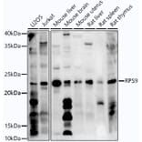 Western Blot - Anti-RPS9 Antibody (A307651) - Antibodies.com