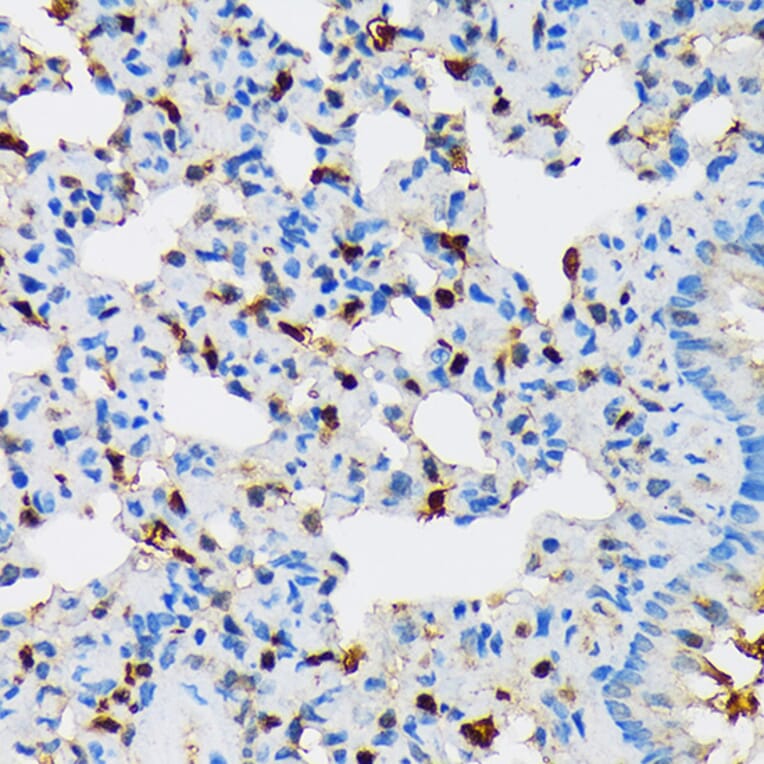 Immunohistochemistry - Anti-RPB3 Antibody [ARC1729] (A307655) - Antibodies.com