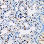 Immunohistochemistry - Anti-RPB3 Antibody [ARC1729] (A307655) - Antibodies.com