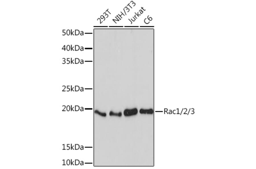 Western Blot - Anti-Rac1 + Rac2 + Rac3 Antibody [ARC1165] (A307658) - Antibodies.com