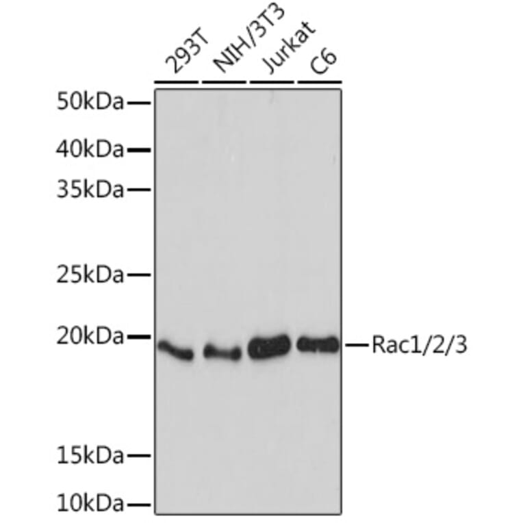 Western Blot - Anti-Rac1 + Rac2 + Rac3 Antibody [ARC1165] (A307658) - Antibodies.com