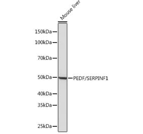 Western Blot - Anti-PEDF Antibody [ARC0784] (A307661) - Antibodies.com