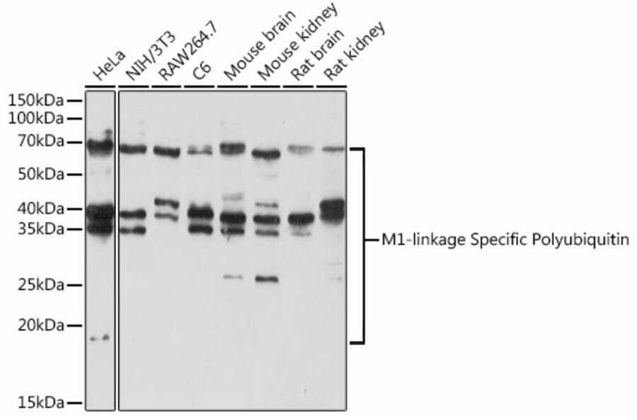 Western Blot - Anti-M1-linkage specific Polyubiquitin Antibody (A307664) - Antibodies.com