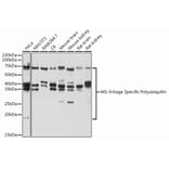 Western Blot - Anti-M1-linkage specific Polyubiquitin Antibody (A307664) - Antibodies.com