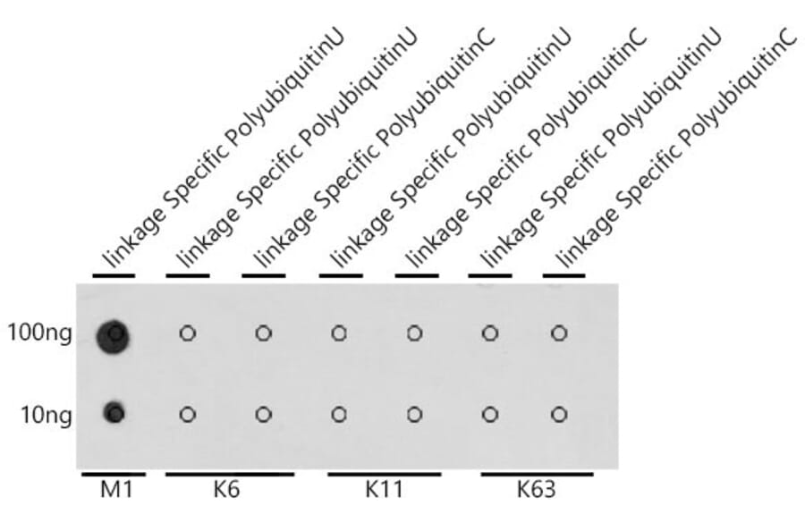 Dot Blot - Anti-M1-linkage specific Polyubiquitin Antibody (A307664) - Antibodies.com