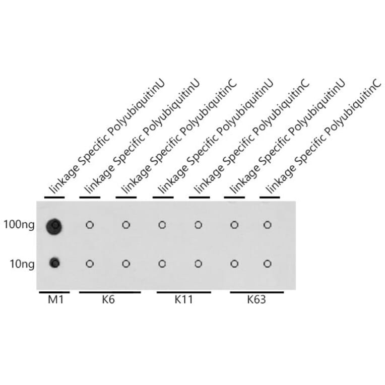 Dot Blot - Anti-M1-linkage specific Polyubiquitin Antibody (A307664) - Antibodies.com