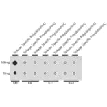 Dot Blot - Anti-M1-linkage specific Polyubiquitin Antibody (A307664) - Antibodies.com
