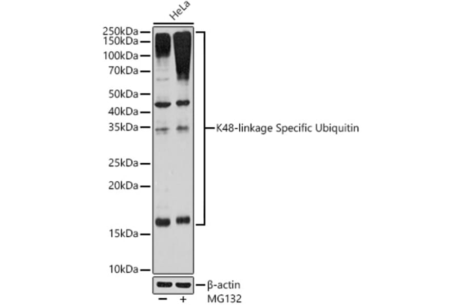 Western Blot - Anti-K48-linkage specific Ubiquitin Antibody [ARC0811] (A307665) - Antibodies.com