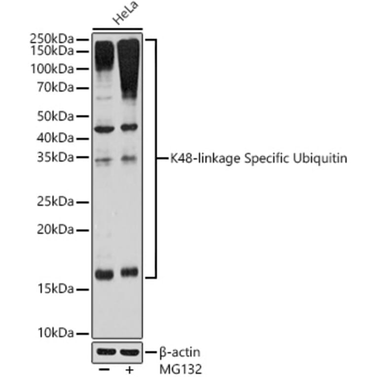 Western Blot - Anti-K48-linkage specific Ubiquitin Antibody [ARC0811] (A307665) - Antibodies.com