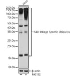 Western Blot - Anti-K48-linkage specific Ubiquitin Antibody [ARC0811] (A307665) - Antibodies.com