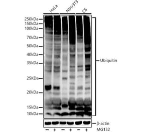 Western Blot - Anti-Ubiquitin Antibody [ARC50024] (A307666) - Antibodies.com