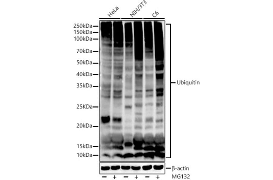 Western Blot - Anti-Ubiquitin Antibody [ARC50024] (A307666) - Antibodies.com
