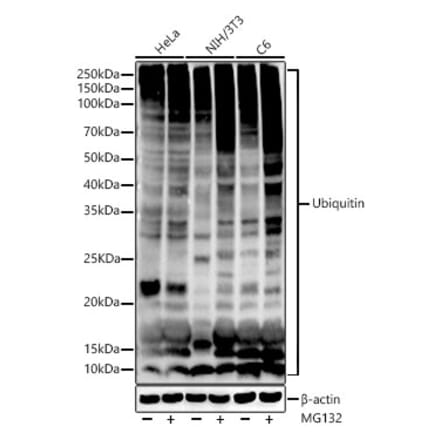 Western Blot - Anti-Ubiquitin Antibody [ARC50024] (A307666) - Antibodies.com