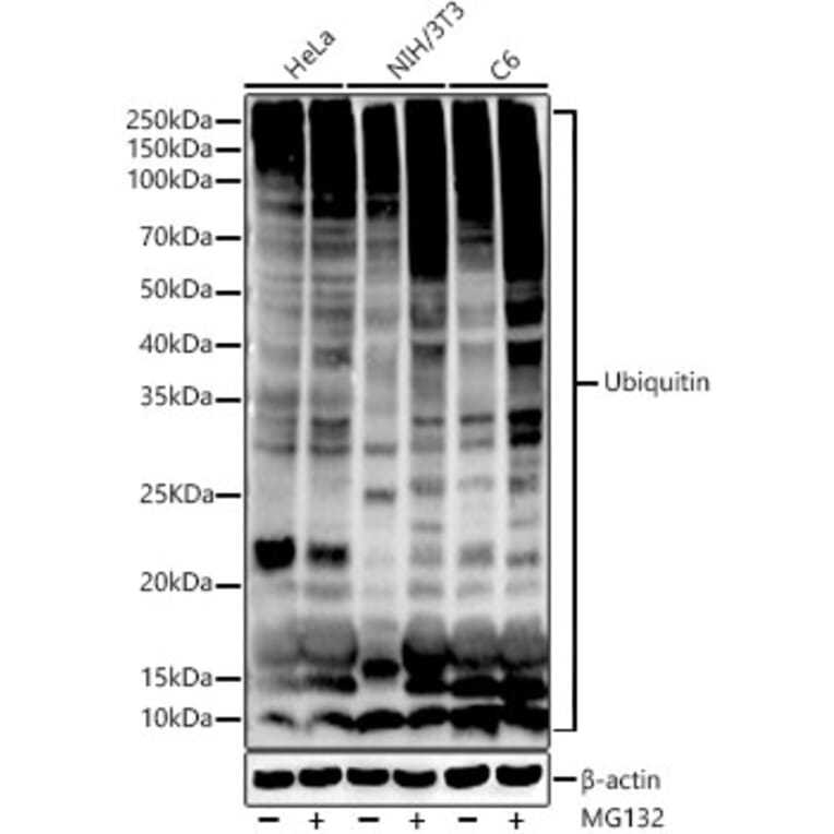 Western Blot - Anti-Ubiquitin Antibody [ARC50024] (A307666) - Antibodies.com