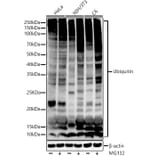 Western Blot - Anti-Ubiquitin Antibody [ARC50024] (A307666) - Antibodies.com
