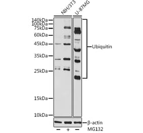 Western Blot - Anti-Ubiquitin Antibody (A307667) - Antibodies.com
