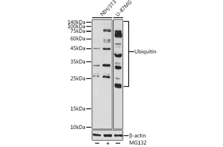 Western Blot - Anti-Ubiquitin Antibody (A307667) - Antibodies.com