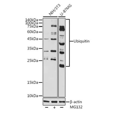 Western Blot - Anti-Ubiquitin Antibody (A307667) - Antibodies.com