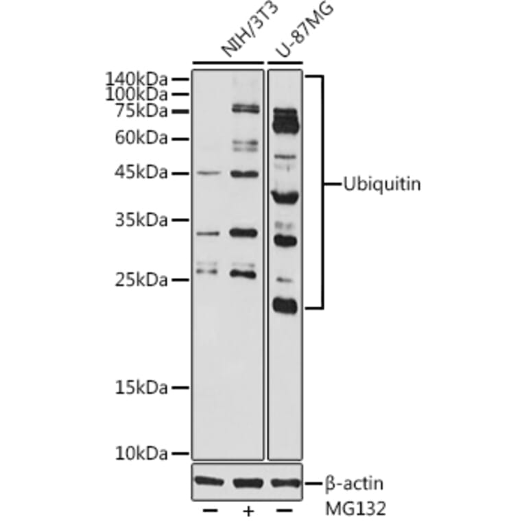 Western Blot - Anti-Ubiquitin Antibody (A307667) - Antibodies.com