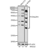 Western Blot - Anti-Ubiquitin Antibody (A307667) - Antibodies.com
