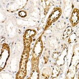 Immunohistochemistry - Anti-PGP9.5 Antibody [ARC50367] (A307670) - Antibodies.com