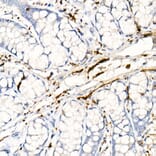 Immunohistochemistry - Anti-PGP9.5 Antibody [ARC50367] (A307670) - Antibodies.com