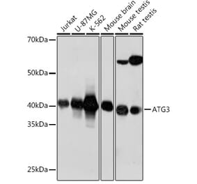 Western Blot - Anti-ATG3 Antibody [ARC0073] (A307672) - Antibodies.com