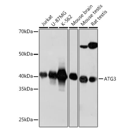 Western Blot - Anti-ATG3 Antibody [ARC0073] (A307672) - Antibodies.com