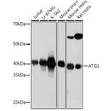 Western Blot - Anti-ATG3 Antibody [ARC0073] (A307672) - Antibodies.com