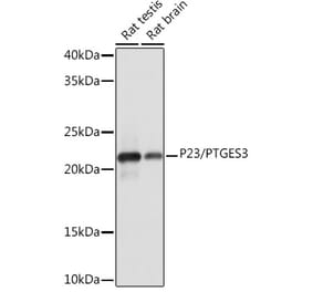 Western Blot - Anti-p23 Antibody [ARC1986] (A307673) - Antibodies.com