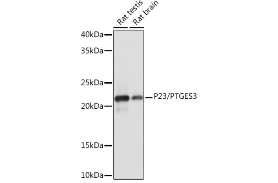 Western Blot - Anti-p23 Antibody [ARC1986] (A307673) - Antibodies.com