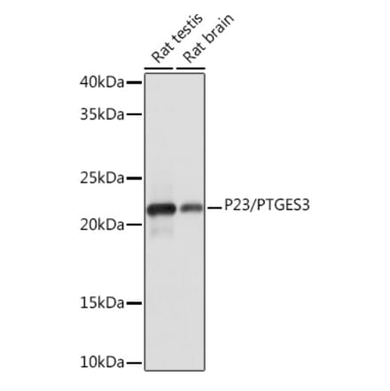 Western Blot - Anti-p23 Antibody [ARC1986] (A307673) - Antibodies.com