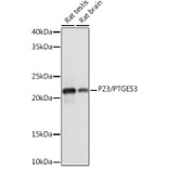 Western Blot - Anti-p23 Antibody [ARC1986] (A307673) - Antibodies.com