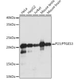 Western Blot - Anti-p23 Antibody [ARC1986] (A307673) - Antibodies.com
