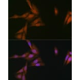 Immunofluorescence - Anti-p23 Antibody [ARC1986] (A307673) - Antibodies.com