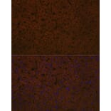 Immunofluorescence - Anti-Apolipoprotein CIII Antibody [ARC1886] (A307674) - Antibodies.com