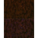 Immunofluorescence - Anti-Apolipoprotein CIII Antibody [ARC1886] (A307674) - Antibodies.com