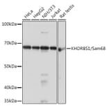 Western Blot - Anti-SAM68 Antibody [ARC0858] (A307676) - Antibodies.com