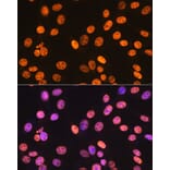 Immunofluorescence - Anti-SAM68 Antibody [ARC0858] (A307676) - Antibodies.com