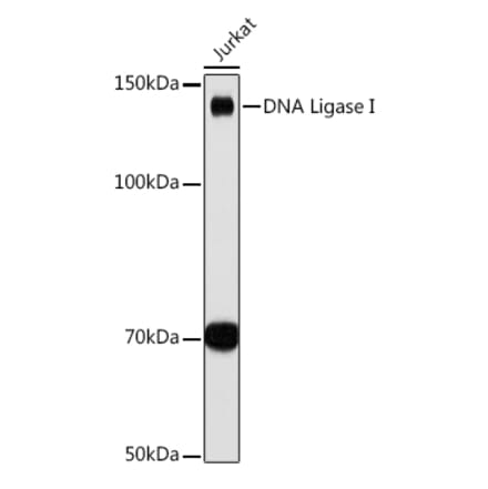 Western Blot - Anti-LIG1 Antibody [ARC1514] (A307677) - Antibodies.com