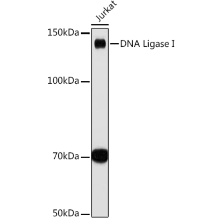 Western Blot - Anti-LIG1 Antibody [ARC1514] (A307677) - Antibodies.com