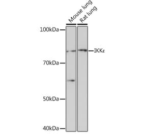 Western Blot - Anti-IKKi/IKKe Antibody [ARC0781] (A307678) - Antibodies.com