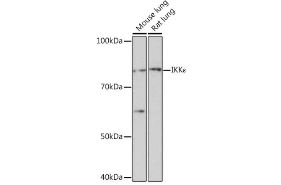 Western Blot - Anti-IKKi/IKKe Antibody [ARC0781] (A307678) - Antibodies.com