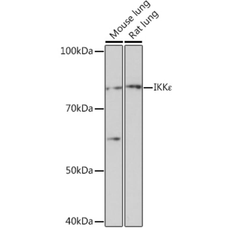 Western Blot - Anti-IKKi/IKKe Antibody [ARC0781] (A307678) - Antibodies.com
